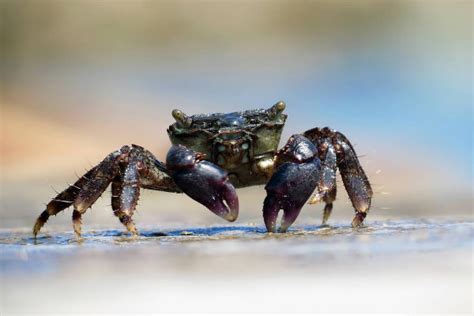 江苏泗洪：养殖螃蟹迎来又一个丰收年-人民图片网
