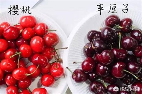 进口车厘子-四川省忆鲜甜农业科技有限公司