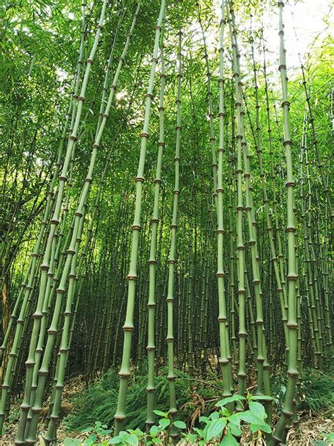 昭通大关 多措并举构建百亿筇竹全产业链发展格局-云南省林业和草原局-关注森林网