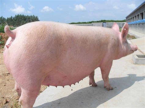 天津养猪厂|生猪养殖|母猪|天津肥猪|种猪|商品猪-天津市为民生猪养殖专业合作社