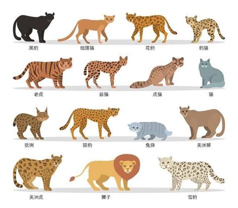 猫科动物合集图片