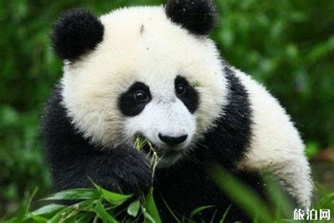 2020成都大熊猫繁育研究基地开放时间-购票方式_旅泊网