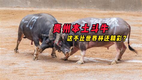 苗年节贵州本土斗牛，这不比世界杯还精彩？_腾讯视频