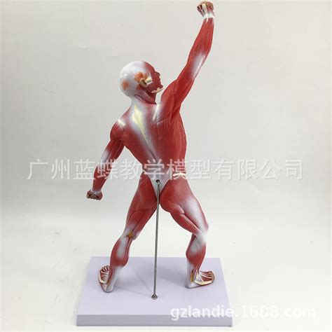 人体肌肉-3D打印模型下载-3D工场 3Dworks.cn