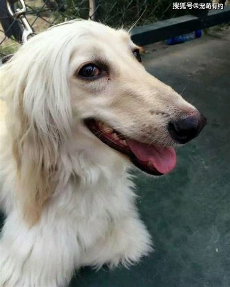 阿富汗黄金猎犬图片