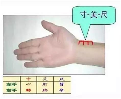 脉诊入门图解图片