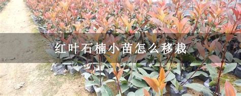 红叶石楠小苗怎么移栽-种植技术-中国花木网