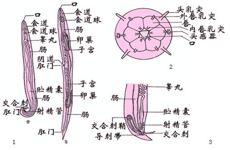 女性生值器图片