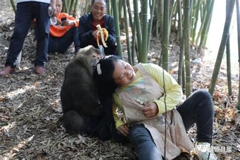 藏酋猴被投喂后帮村民“找虱子” 相处融洽其乐融融_新闻频道_中华网