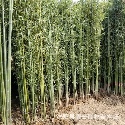 这竹是什么名字，一种丛生竹。