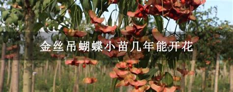 藤本月季小苗多久能开花-种植技术-中国花木网