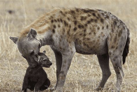 斑鬣狗是雌雄同体吗？为什么雌性会长着雄性的生殖器？ - 知乎