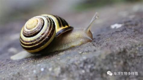 蜗牛长大了会不会换壳-百度经验