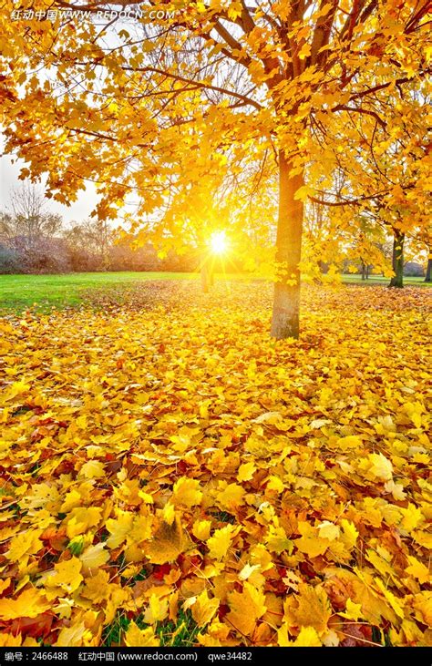 秋天的枫叶高清图片下载-正版图片500150164-摄图网