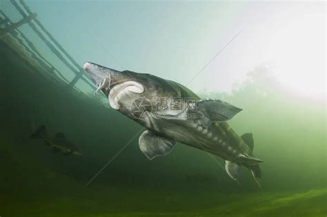 盘点世界上钓到的最大的鱼[2] - 雪炭网