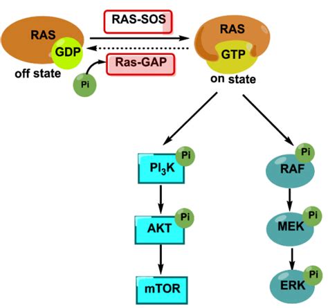 一文梳理 | RAS通路及肺癌领域KRAS靶向治疗研究现状与未来_肺癌_KRAS_医脉通