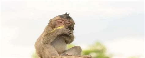 绒顶柽柳猴保护级别是多少,绒顶柽柳猴好养吗,绒顶柽柳猴喜欢吃什么