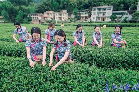 打造“茶园+旅游”新模式，台山白云茶破局“出圈”_部门动态_台山市人民政府门户网站