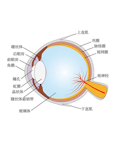 眼球解剖图图片