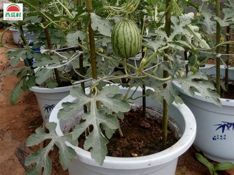 阳台种西瓜，买棵5棵西瓜苗，种在花盆里，照样结出大西瓜