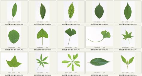 树叶的种类类型,树叶的种类,常见树叶种类_大山谷图库