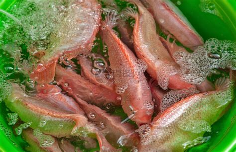 供在Benoh市场出售的鲜鱼高清图片下载-正版图片303238066-摄图网