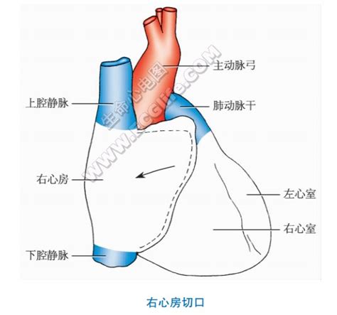 心脏结构图简易图图片