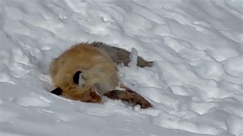 游客称新疆喀纳斯网红小狐狸疑因投喂死亡，景区回应_凤凰网