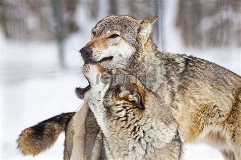 雪地里奔跑中的狼群图片免费下载_红动中国