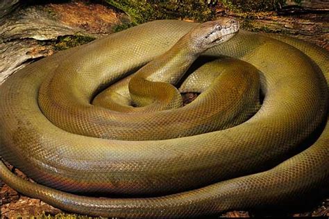 大蟒蛇图片 巨型,巨型蟒蛇,蟒蛇图片100米长图片_大山谷图库
