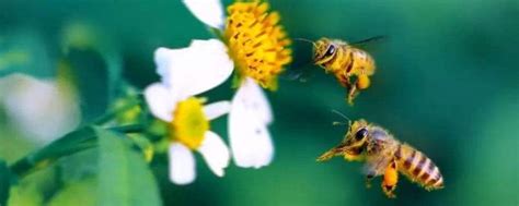 蜜蜂有几条腿和翅膀？ - 蜜蜂知识 - 优蜜蜂