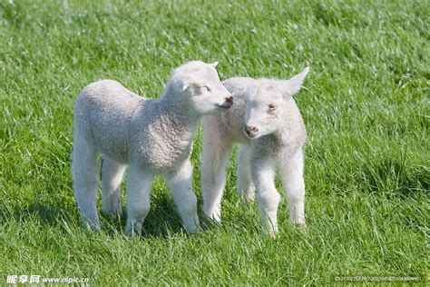 小羊羔在草地中高清图片下载-正版图片304254425-摄图网