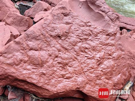 古生物学家发现世上最袖珍恐龙足迹化石_社会奇趣_湖南红网新闻频道