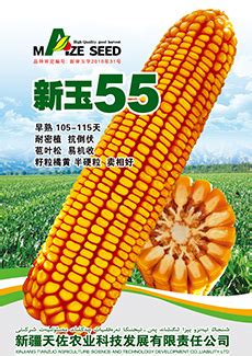 玉米常见种类，每个品种都各具特点（玉米的品种及品种特点）_中国历史网