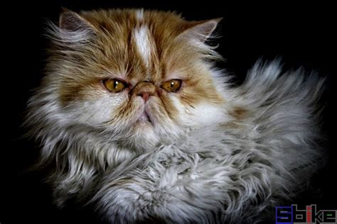 波斯猫百科-波斯猫天敌|图片-排行榜123网
