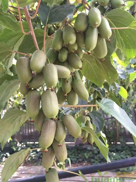 软枣猕猴桃常见品种有哪些?(软枣猕猴桃品种大全)-种植技术-中国花木网