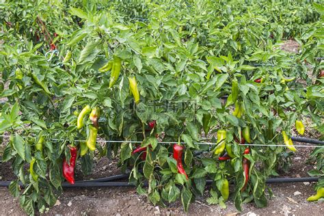 辣椒的种植技术与管理，辣椒种植技术和管理条件|admin_人人点