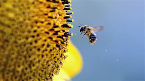 蜜蜂的象征意义是什么-农百科