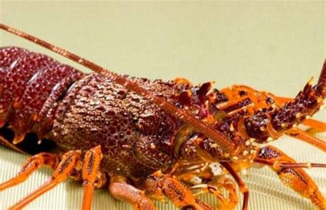 蝎子和龙虾是一个祖宗吗-百度经验