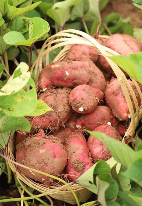 红薯什么时间种，才能长得又多又好？老祖先留下的谚语给出了答案