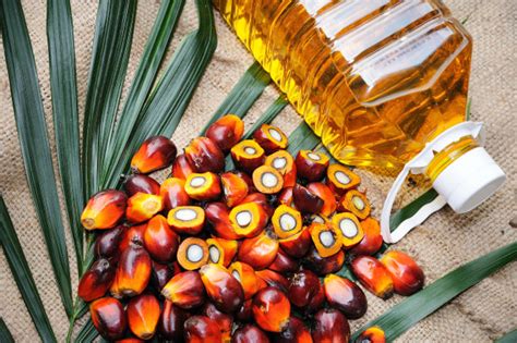 棕榈油是如何制成的？_技术支持