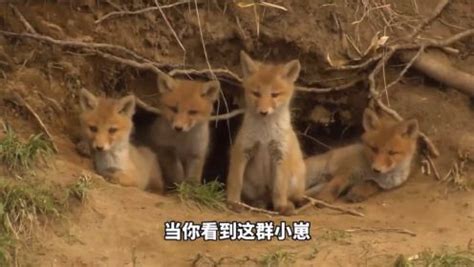 红狐狸，雌狐，母狐和幼崽站在洞穴入口，诺曼底，实时报道视频素材_ID:VCG42551784447-VCG.COM