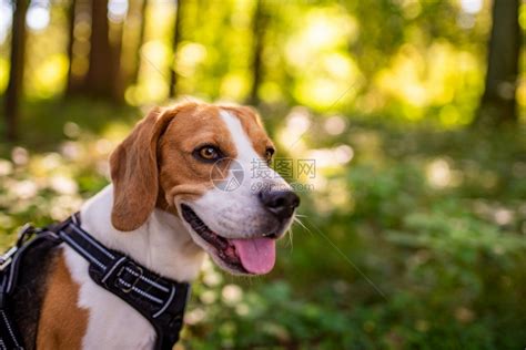 猎犬在阳光明媚的秋天森林里猎犬在寻找气味和听树林的声音猎犬概念高清图片下载-正版图片307254738-摄图网