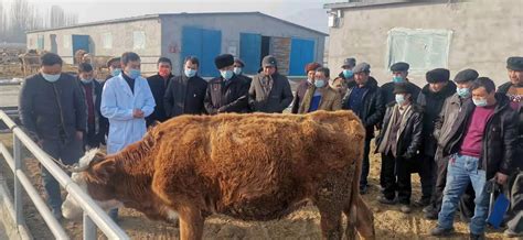拜城县 老虎台乡畜牧养殖培训助力乡村振兴-新疆维吾尔自治区科学技术协会