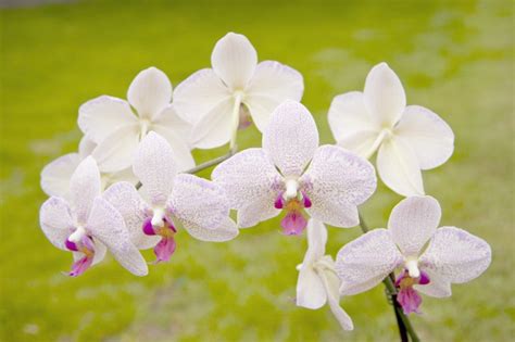 十种名贵的兰花品种 - 花百科