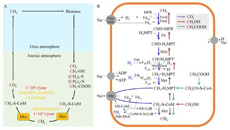 甲基-辅酶M还原酶结构、功能及催化机制研究进展
