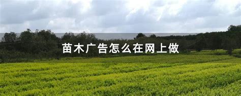 苗木广告怎么在网上做-致富经-中国花木网