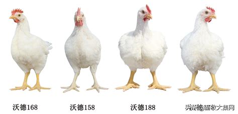 肉鸡品种全家福 | 中国动物保健·官网