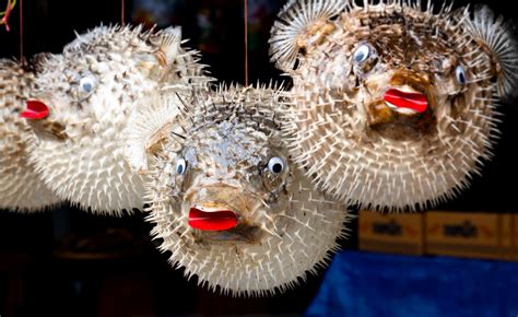 Wink Fearless Explanation fugu puffer fish Scottish Twisted In advance