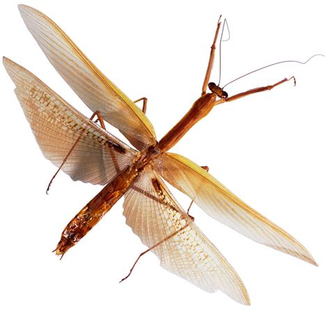 中国发现世界最长昆虫新物种 足全长62.4厘米（组图） - 中国网山东要闻 - 中国网 • 山东